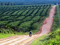 FWI Desak Keterbukaan Informasi Perkebunan Sawit