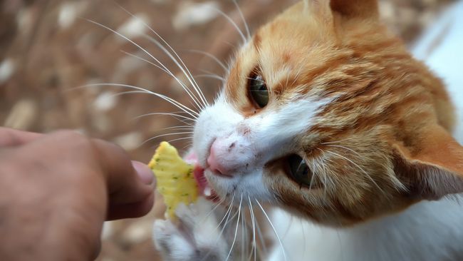 Mengunjungi Pulau Kucing di Timur Indonesia