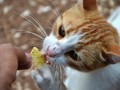 Mengunjungi Pulau Kucing di Timur Indonesia