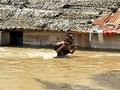 Pasca Banjir, Masyarakat Bangka Bangun Jembatan Darurat