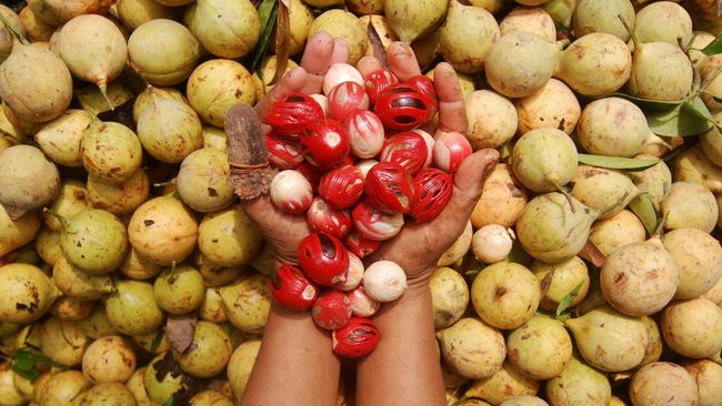Rempah Pala Indonesia Laris Manis di Eropa
