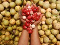 Rempah Pala Indonesia Laris Manis di Eropa