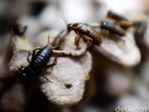 30 Spesies Ini Bermunculan di Tengah Perubahan Iklim, Baik atau Buruk?