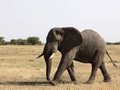 India Beri Penghormatan Bagi Gajah Tertua di Dunia