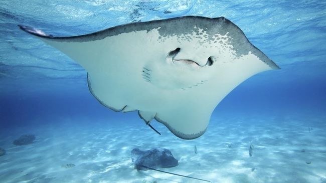 Populasi Ikan Terus Turun Bisa Akibatkan Kepunahan Massal