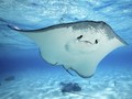 Mencari Manta, Si Misterius di Raja Ampat