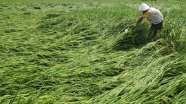 Banjir Rusak Ratusan Hektare Sawah di Manokwari
