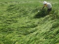 Jokowi Ingin Petani Padi Bentuk Korporasi Pengolah Beras