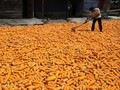 Harga Jagung Masih Mahal, Kementan Sebut karena Panen Mundur