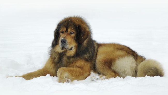 Red Tibetan Mastiff Jenis Anjing Paling Mahal Di Dunia