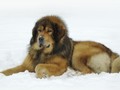 Red Tibetan Mastiff, Jenis Anjing Paling Mahal di Dunia
