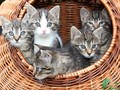 Kucing dan Anjing Diizinkan Duduk di Kabin Pesawat