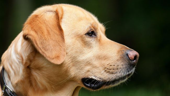 15+ Anjing labrador release