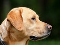 Menengok Budaya Kuliner Daging Anjing di Empat Negara