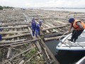 Setop Penjualan Kayu Ilegal, KLHK Perkuat SVLK