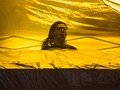 Balas Kritikan, Skrillex Mengaku Penggemar Justin Bieber