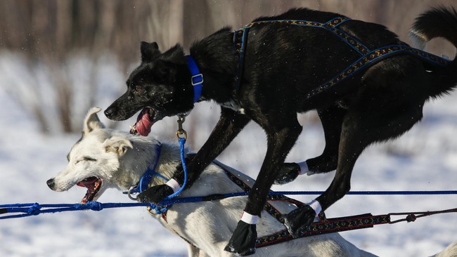 Ketika Anjing Berpacu Di Lintasan Salju