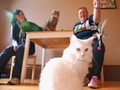 Kafe Kucing di Inggris Buka Lowongan Cari Cat Nanny