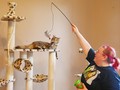 Abaikan Kesehatan Hewan, Kafe Kucing di Jepang Ditutup