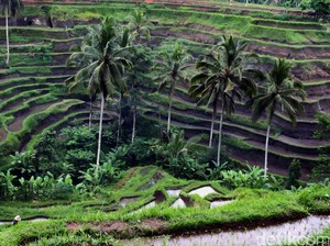 10 Penginapan Eco Friendly di Ubud, Bikin Betah dan Nyaman