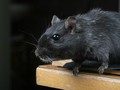 NASA Berhasil Kirim Tikus ke Stasiun Luar Angkasa