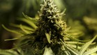 Parlemen Libanon Siap Legalkan Penanaman Ganja
