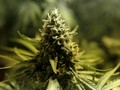Microsoft Mau Bantu Pemerintah Lacak Penjualan Ganja