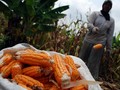 Menko Darmin: Impor Jagung Usul Kementerian Pertanian