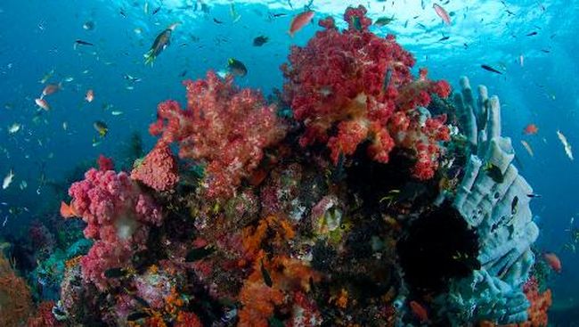Kapal Pesiar Inggris Rusak Terumbu Karang Raja Ampat