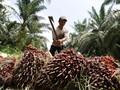 Dinilai Merugikan, Serikat Petani Tolak RUU Perkelapasawitan