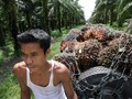 Indonesia Bersiap Pangkas Pasokan Minyak Sawit Dunia