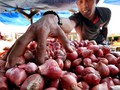 Menteri Pertanian Klaim Harga Bawang Merah Mulai Turun