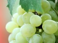 Ambisi Georgia Tanam Anggur untuk Buat Wine di Mars