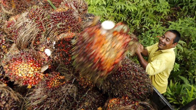 Moratorium Izin Sawit dan Tambang Dapat Dukungan di Singapura