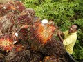 Belum Kantongi ISPO, Pemerintah Tegur 11 Perusahaan Sawit