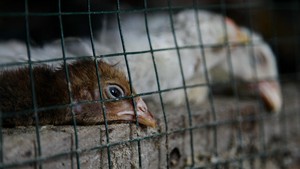 Asia Dihantam Coronavirus, Eropa Dibayangi Flu Burung