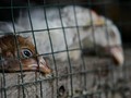 Kementan Akan Rilis Beleid Pemotongan Dini Ayam