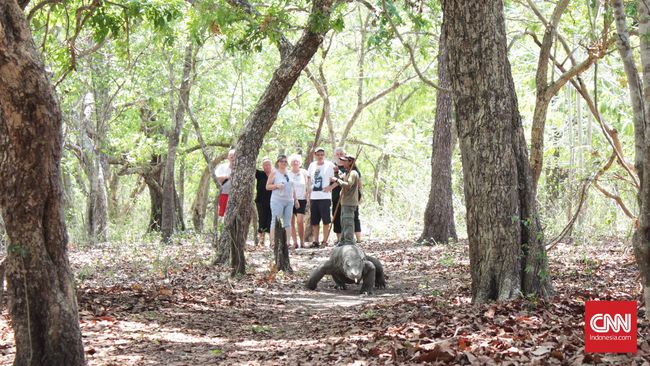 Menteri LHK Pertimbangkan Penutupan Taman Nasional Komodo