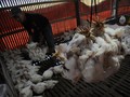 Harga Ayam Anjlok, Peternak Teriak Rugi 6 Bulan Terakhir