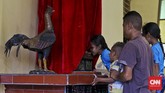 Peziarah mencium kaki Patung Tuhan Berdiri di Kapel Tuan Senhor, Wure, Adonara, NTT, Kamis (23/3). Di Kapel Wure itu berdiri tegak sebuah arca Yesus (orang Larantuka menyebutnya Tuan Bedir) sambil memegang seekor ayam jantan. (CNN Indonesia/Adhi Wicaksono)
