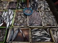 Pemerintah Larang Impor Hewan Hidup dari China Kecuali Ikan