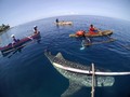 Hiu Paus Kembali Muncul di Perairan Gorontalo
