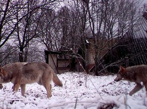Serigala Mutan Chernobyl Berevolusi Jadi Punya Kemampuan Antikanker