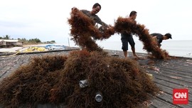 Bersiap Tak Lagi jadi Pemasok Rumput Laut Mentah Dunia
