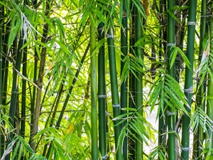 Benarkah Bambu Bukan Termasuk Pohon? Ternyata Jenis Ini