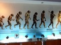 Mencari Jawaban Evolusi Manusia Purba Jadi Manusia Urban