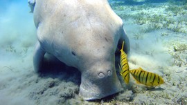 Warga dan Turis Dilarang Tangkap Ikan Duyung