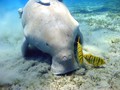 Warga dan Turis Dilarang Tangkap Ikan Duyung