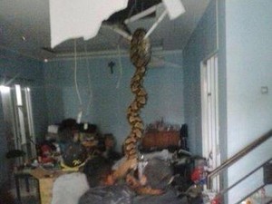 Kenapa Ular Bisa Ada di Plafon Rumah? Ketahui Penyebab dan Cara Mengusirnya