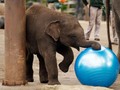 Bayi Gajah Sumatera Lahir di Taman Nasional Tesso Nilo